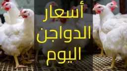 انهيار أسعار الدواجن والبيض في...