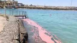 لغز البقع الحمراء على شواطئ...