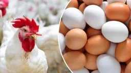صدمة في الأسواق.. أسعار الدواجن...