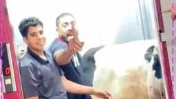 بين السما والأرض.. ”عجل في...