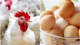 بعد زلزال العيد.. بورصة الدواجن...