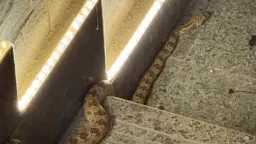 منوعات